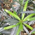 Podocarpus costalis Хабит