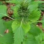 Leonotis nepetifoliaКветка