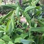 Polygonatum odoratum Cvet
