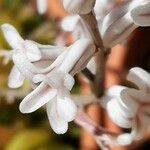 Haworthia cymbiformis Çiçek