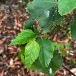 Commersonia bartramia Leaf