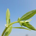 Bacopa crenata List