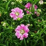 Gypsophila muralis Fula