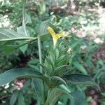 Barleria oenotheroides Õis