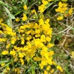 Cytisus galianoi Flower