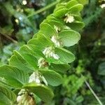 Phyllodium pulchellum Leaf