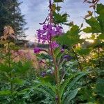 Epilobium angustifoliumLorea