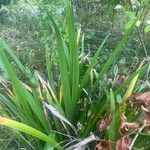 Iris foetidissima Habit