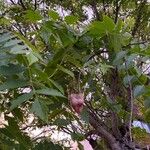Koelreuteria paniculata Fruto
