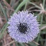 Globularia vulgaris Fula