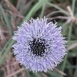 Globularia vulgaris Kukka