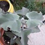 Kalanchoe beharensisLeaf