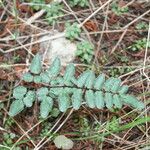 Pellaea atropurpurea Hoja