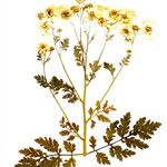 Chamaemelum nobile Лист