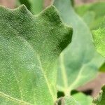 Chenopodium quinoa Folio