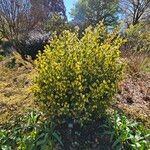 Lindera aggregata Hábito