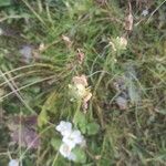 Parnassia palustris Fruit