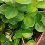 Peperomia rotundifolia Hoja