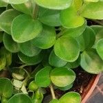 Peperomia rotundifolia List