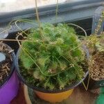 Drosera capillaris পাতা