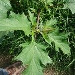 Datura stramonium Blad