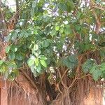Ficus platyphylla 葉