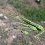 Erodium ciconium 果實