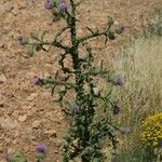 Onopordum illyricum Habit