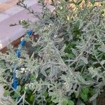 Heliotropium bacciferum Otro