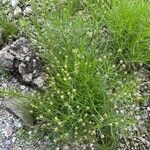 Plantago sempervirens Habit