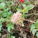 Rosa caninaDeilen