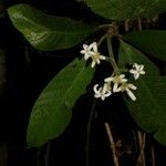 Psychotria canalensis Kvet