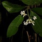 Psychotria canalensis फूल