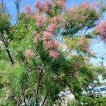 Tamarix ramosissima 整株植物