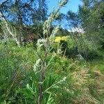 Artemisia vulgaris Cvet