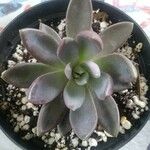 Pachyphytum kimnachii Leaf