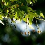 Tilia platyphyllos Fruit