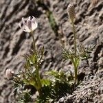 Anemone tuberosa عادت داشتن