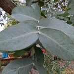 Eucalyptus camfieldii Leaf