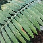 Encephalartos pterogonus पत्ता