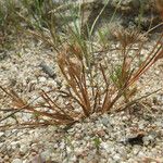 Juncus hybridus Habit