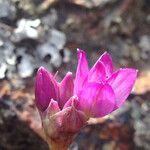 Allium dichlamydeum Kukka