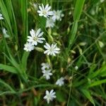 Stellaria longipes Flor