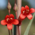 Penstemon centranthifolius Flower