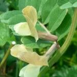 Vicia hybrida Blad