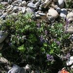 Nepeta ciliaris Habitus