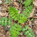 Hydrophyllum virginianum Hoja