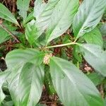 Psychotria platypoda Плод