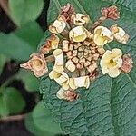 Lantana canescens Цвят
