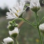 Erigeron annuus പുഷ്പം